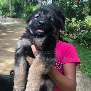 German Shepherd Puppies