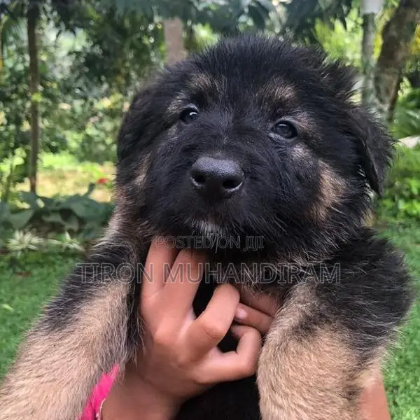 German Shepherd Puppies