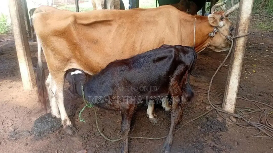 කිරි ගොවීන්