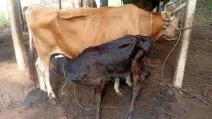 කිරි ගොවීන්