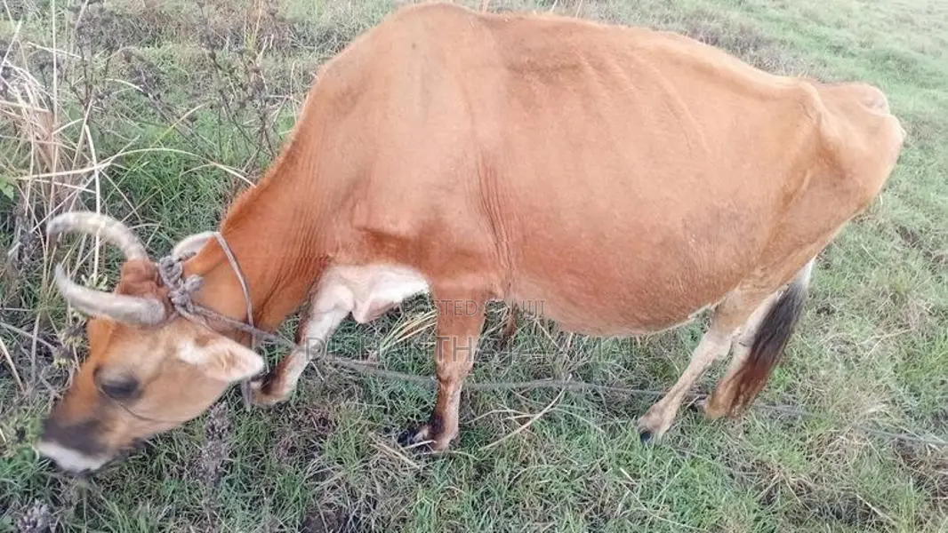 කිරි ගොවීන්