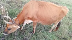 කිරි ගොවීන්
