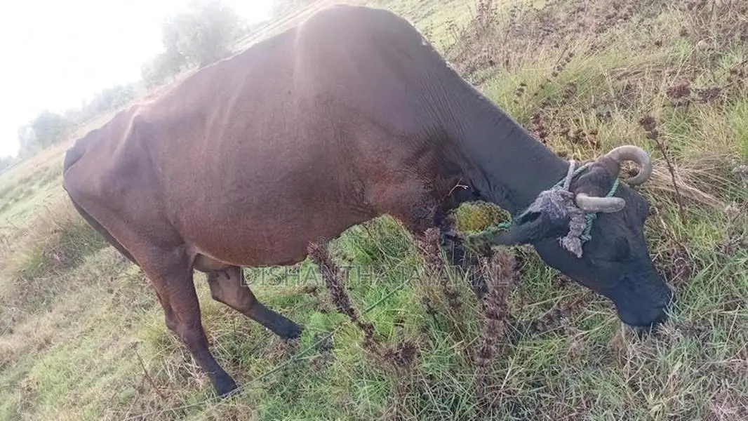 කිරි ගොවීන්
