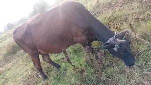 කිරි ගොවීන්