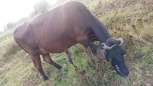 කිරි ගොවීන්