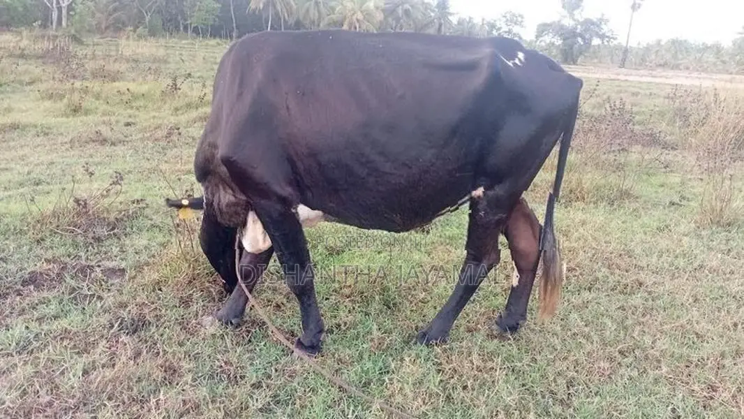 කිරි ගොවීන්
