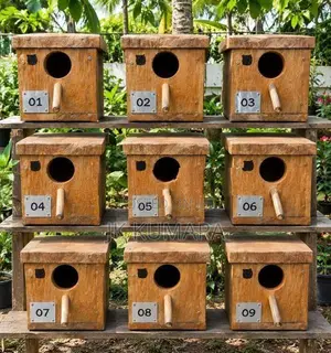 බඩ්ජිගාර්ස් (Love Birds) බ්‍රීඩින් බොක්ස් 9ක්