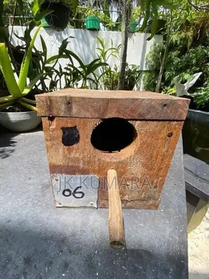 බඩ්ජිගාර්ස් (Love Birds) බ්‍රීඩින් බොක්ස් 9ක්