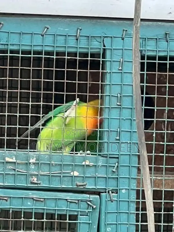 African Love Birds