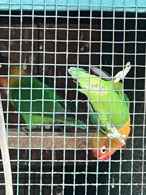 African Love Birds