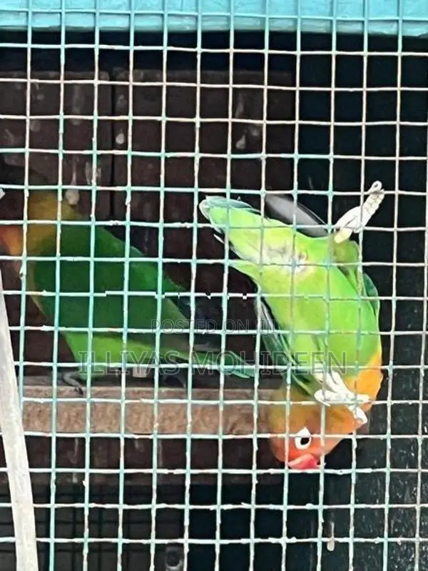 African Love Birds
