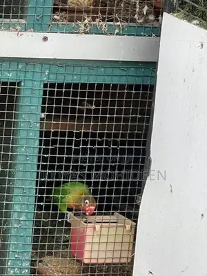 African Love Birds