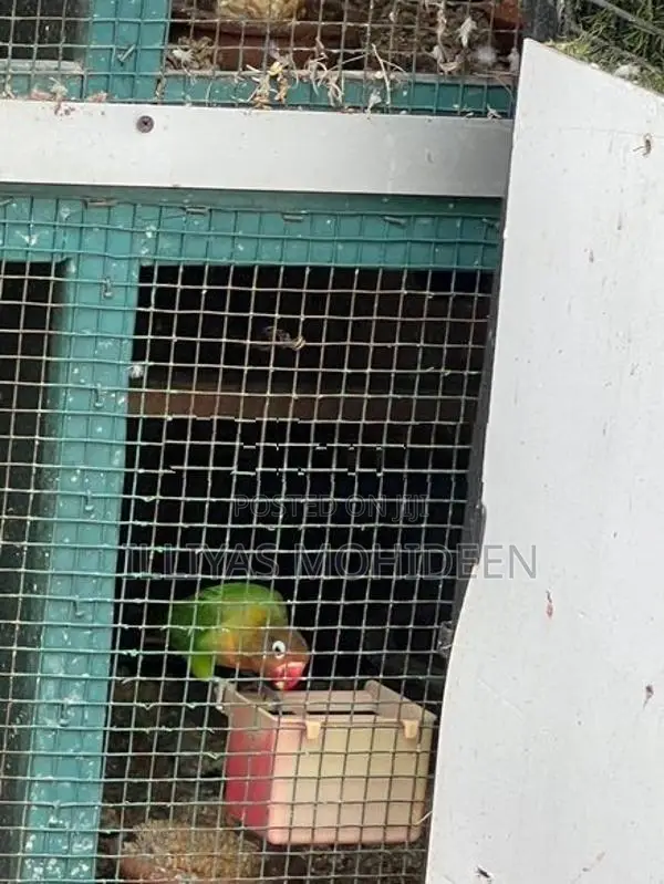 African Love Birds
