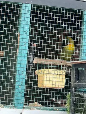 African Love Birds
