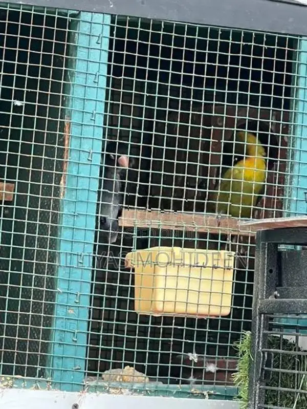 African Love Birds