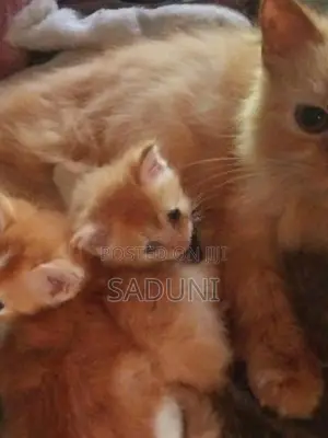 Persian Kittens