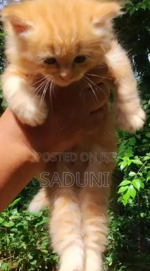 Persian Kittens