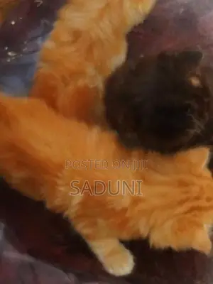 Persian Kittens