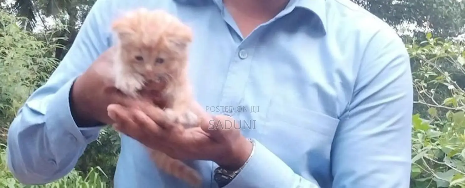 Persian Kittens