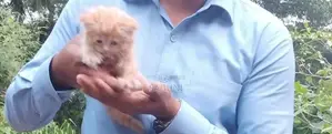 Persian Kittens