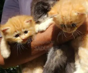 Persian Kittens
