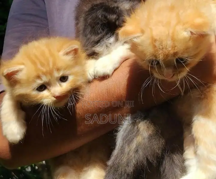 Persian Kittens