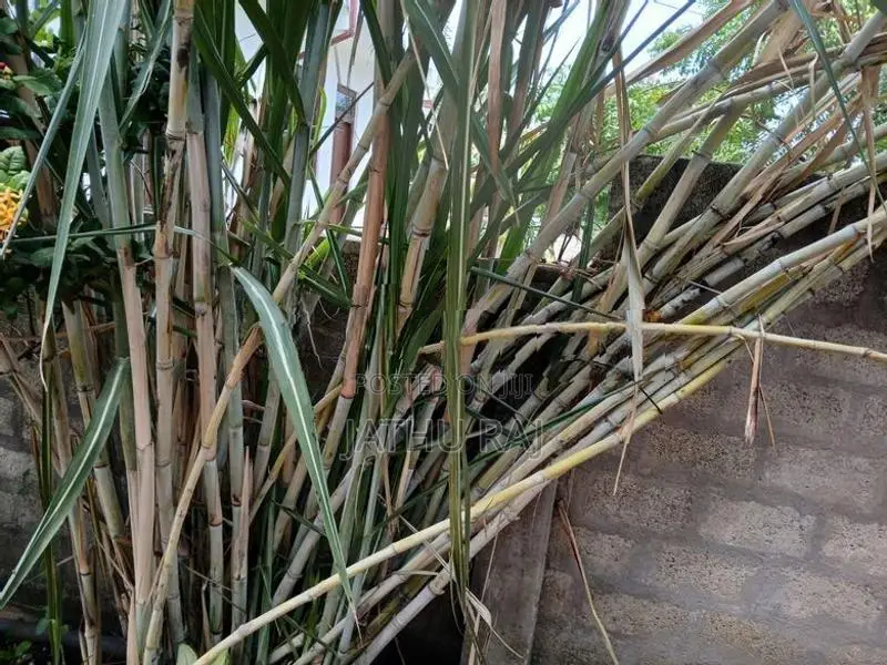 கரும்பு