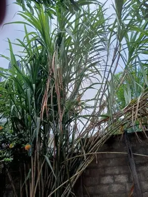 கரும்பு