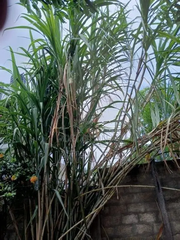 கரும்பு