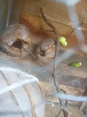 Love Birds
