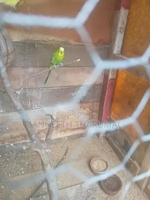 Love Birds