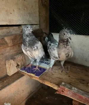 Pigeon
