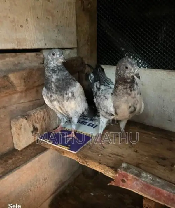 Pigeon