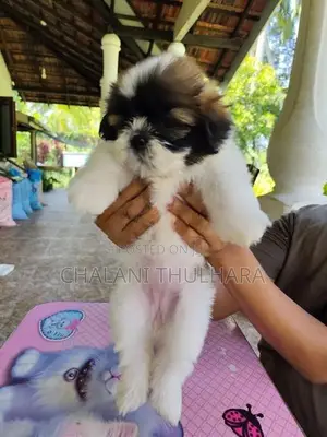 Shih Tzu Puppies