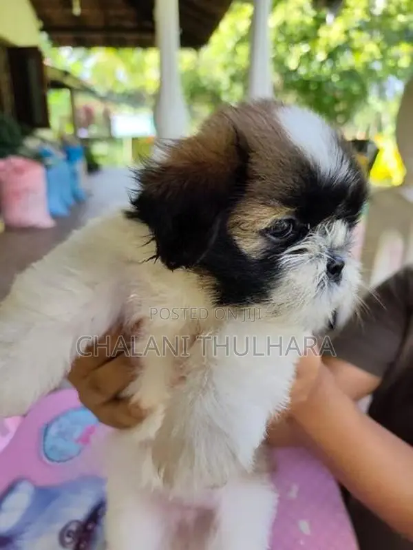 Shih Tzu Puppies