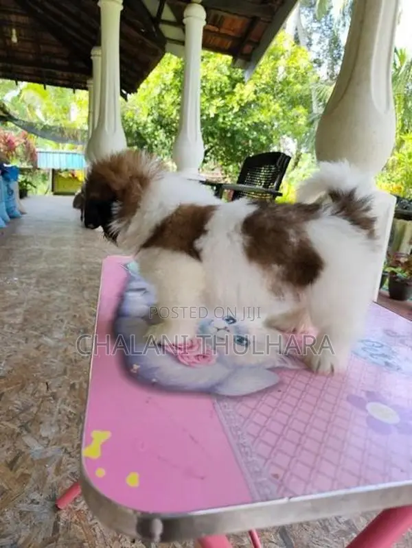 Shih Tzu Puppies