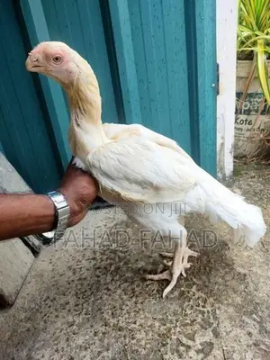 Brahma Chicken