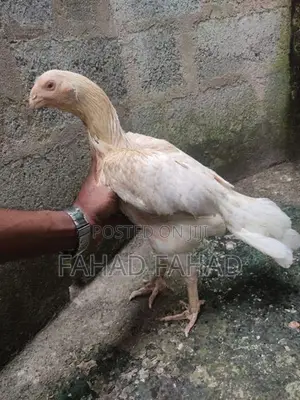 Brahma Chicken