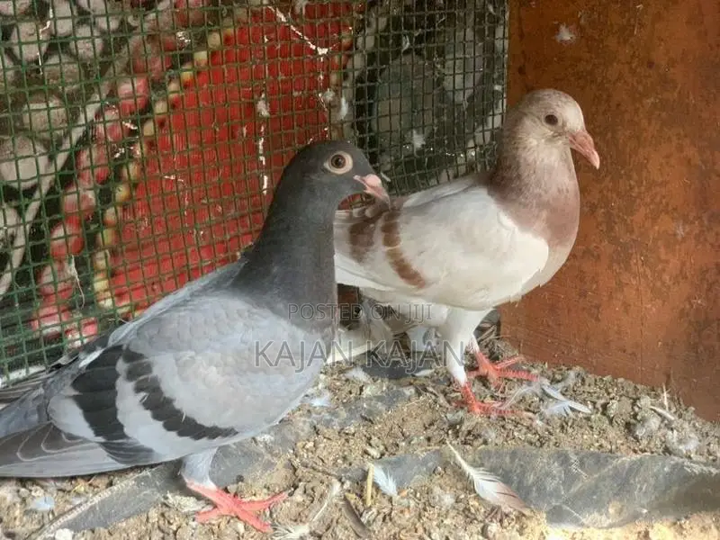 பறவைகள்