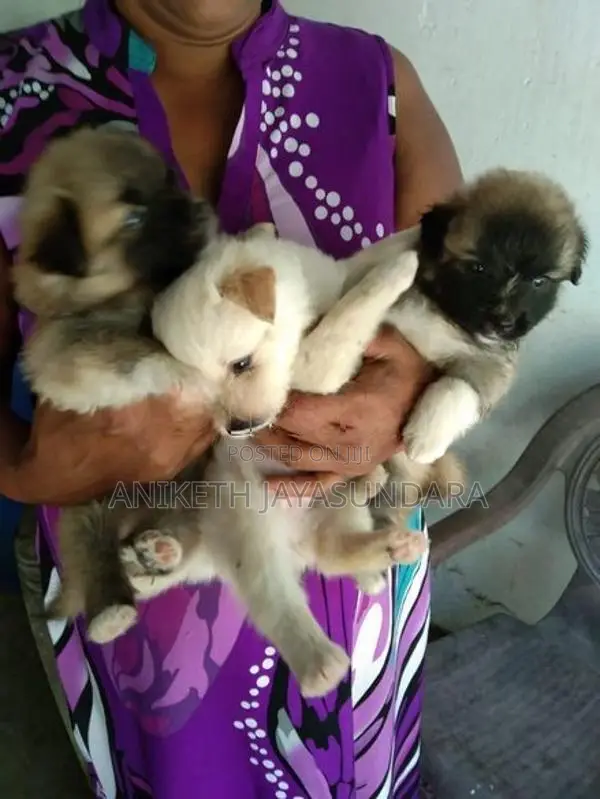 Pomeranian Puppies