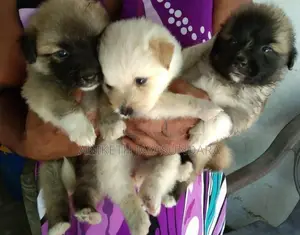 Pomeranian Puppies