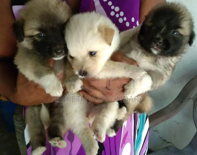 Pomeranian Puppies