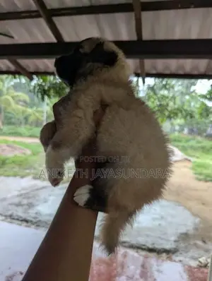 Pomeranian Puppies