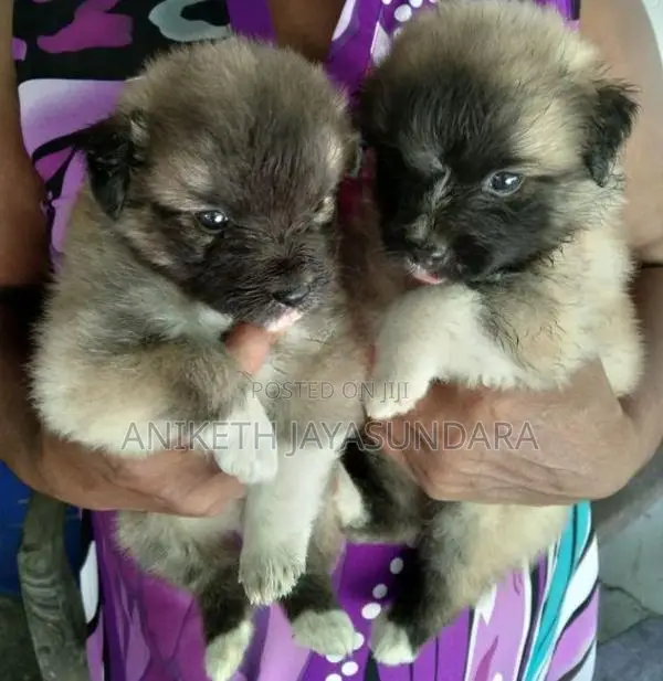 Pomeranian Puppies