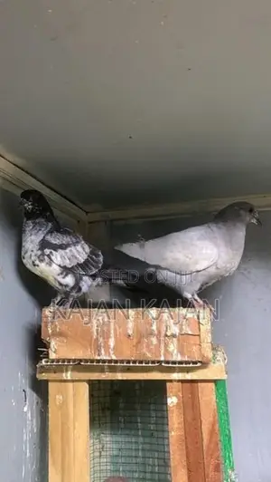புறாக்கள்
