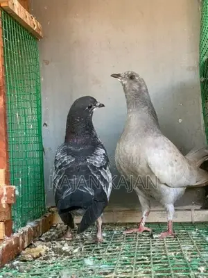 புறாக்கள்