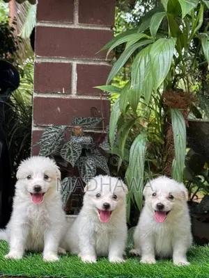 Lion Pomeranian