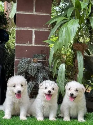 Lion Pomeranian