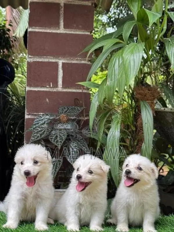 Lion Pomeranian