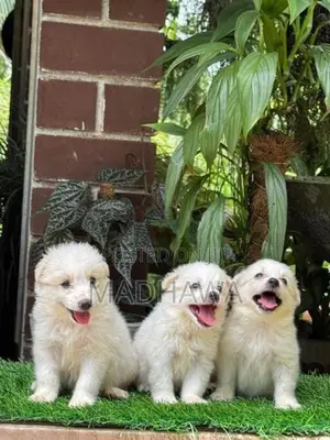 Lion Pomeranian